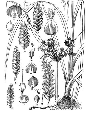 汾河莎草 汾河莎草