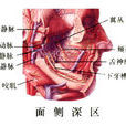 面側深區 面側深區