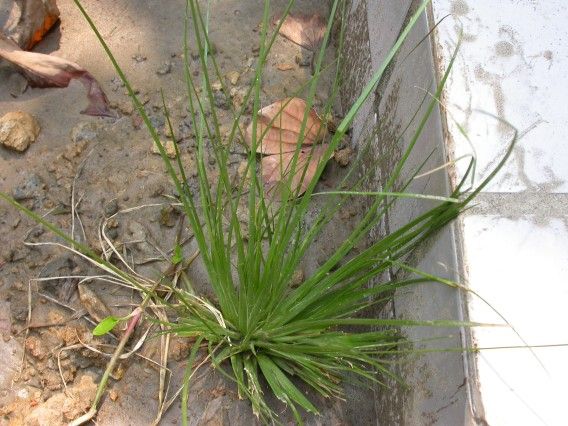 水虱草系 水虱草系