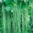綿豇7號 綿豇7號