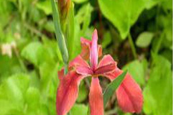 Iris fulva Iris fulva