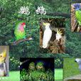 鸚鵡(鸚形目動物) 鸚鵡(鸚形目動物)
