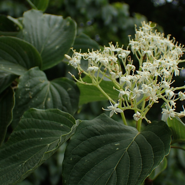 Cornus controversa Cornus controversa