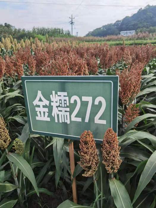 金糯272 金糯272