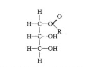 單甘酯的分子結構
