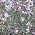 細枝補血草 細枝補血草