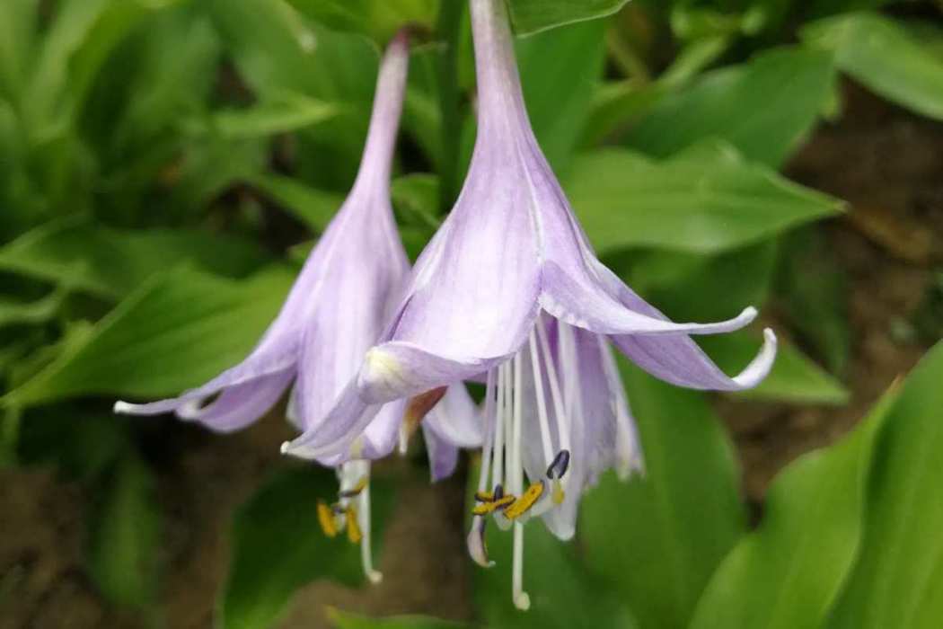 鄂花4號 鄂花4號