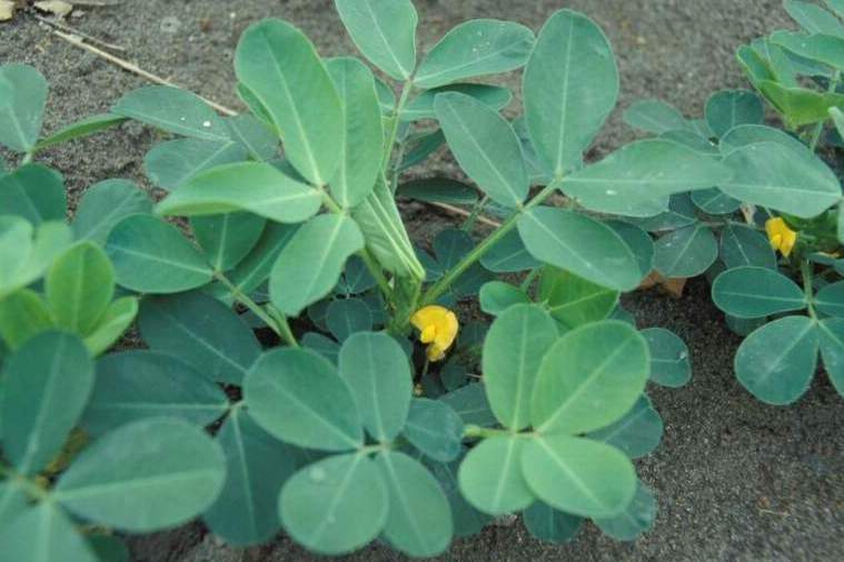 粵油2號 粵油2號