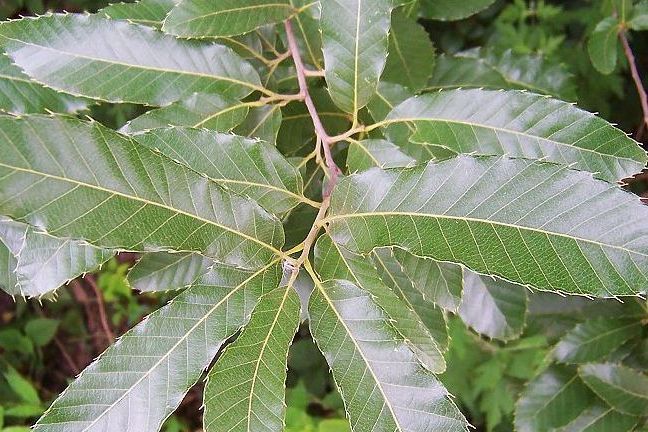 殼斗目(山毛櫸目) 殼斗目(山毛櫸目)
