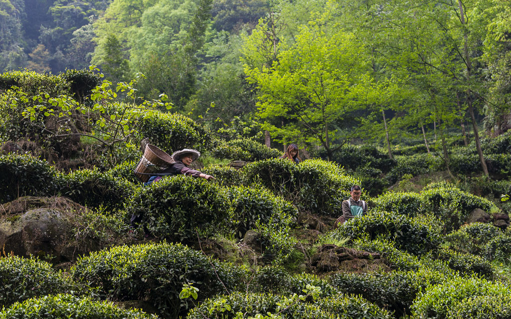 雅安黃茶原生態茶園