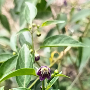 Capsicum tovarii