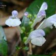 藍花黃芩 藍花黃芩