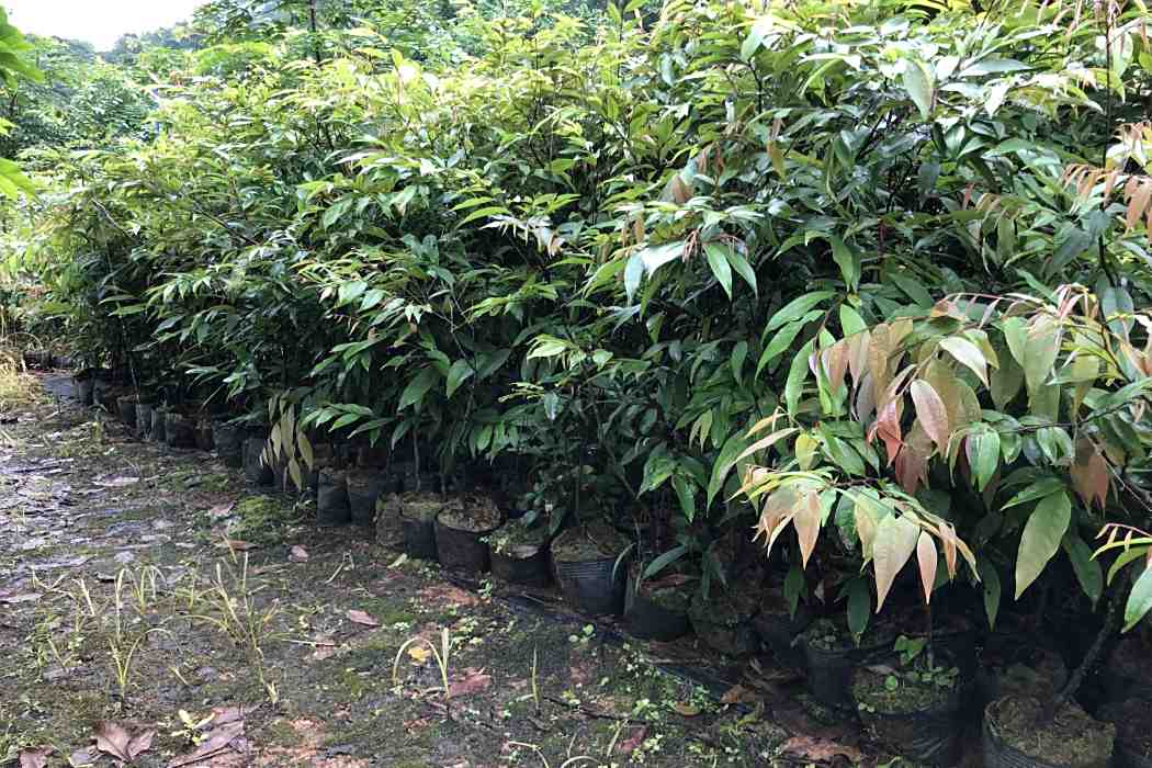 紅錐家系R10 紅錐家系R10