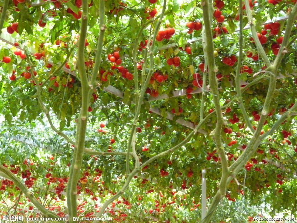 櫻桃番茄栽培