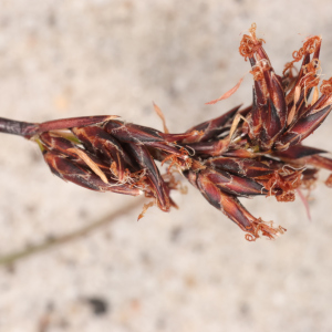 Lepidosperma apricola
