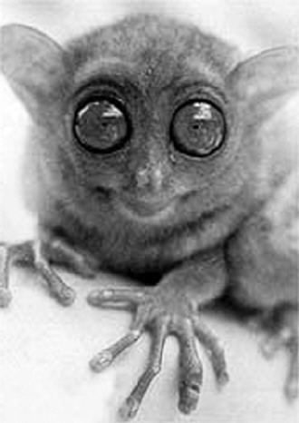 侏儒眼鏡猴