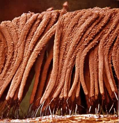 粘菌綱