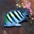 五間魚 五間魚