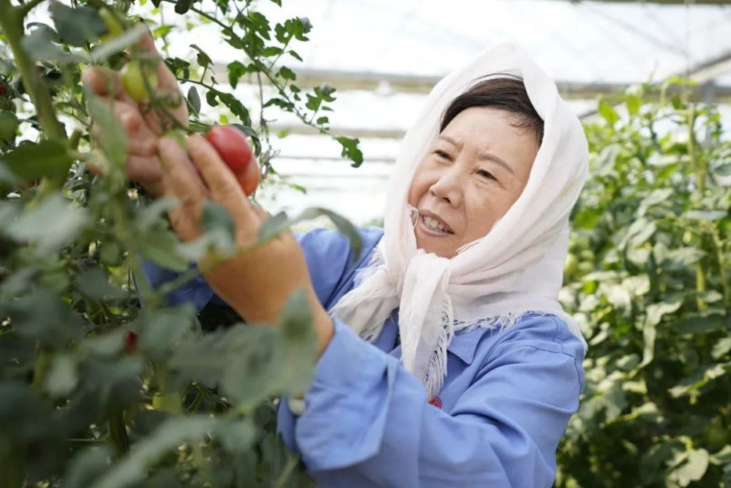 李俊平(天津濱海新區澤鑫蔬菜種植專業合作社社長) 李俊平(天津濱海新區澤鑫蔬菜種植專業合作社社長)