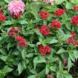 五星花(繁星花) 五星花(繁星花)