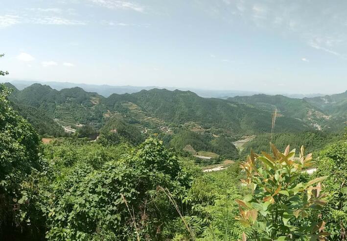 樟桂村(松桃苗族自治縣蓼皋街道下轄村) 樟桂村(松桃苗族自治縣蓼皋街道下轄村)
