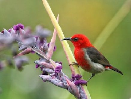 蘇拉攝蜜鳥 蘇拉攝蜜鳥