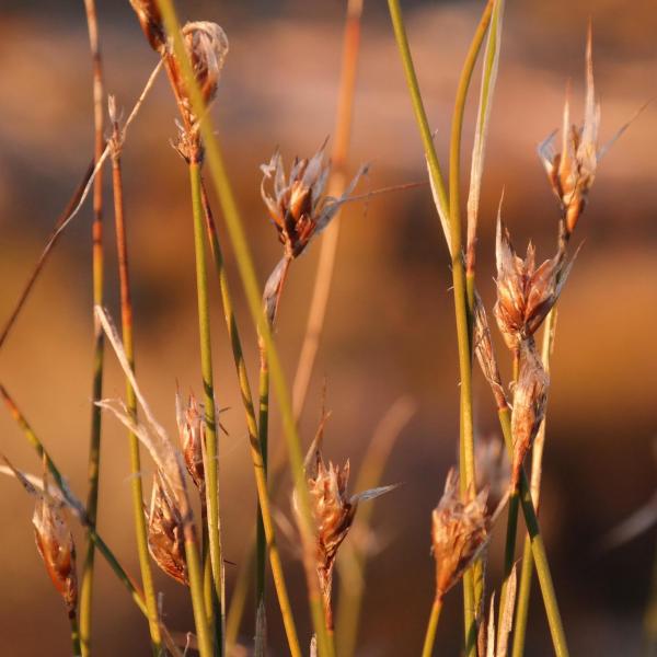 Thamnochortus schlechteri