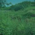 王棗子茶 王棗子茶