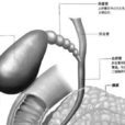 膽囊(醫學術語) 膽囊(醫學術語)