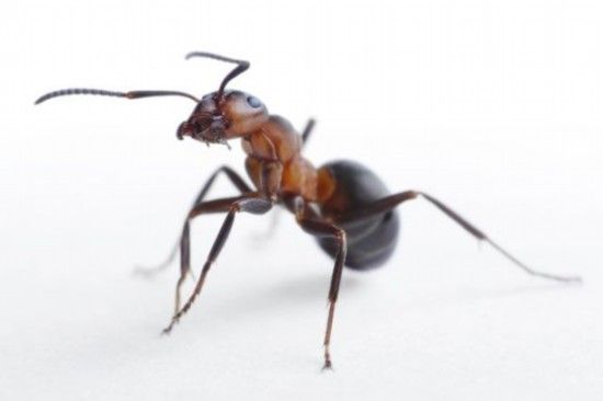 紅褐林蟻