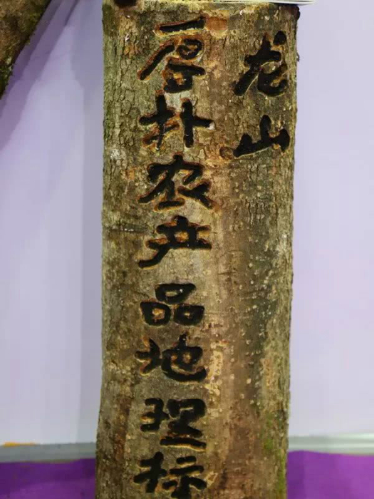 龍山厚朴 龍山厚朴