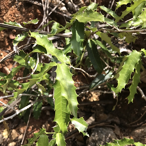 Maytenus acanthophylla