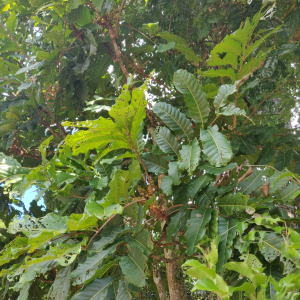 Cupaniopsis mackeeana