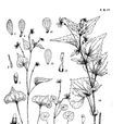 纖莖堇菜 纖莖堇菜
