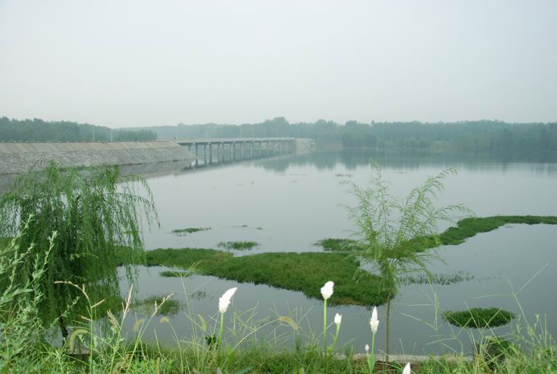 趙河鎮東新區綠地水面