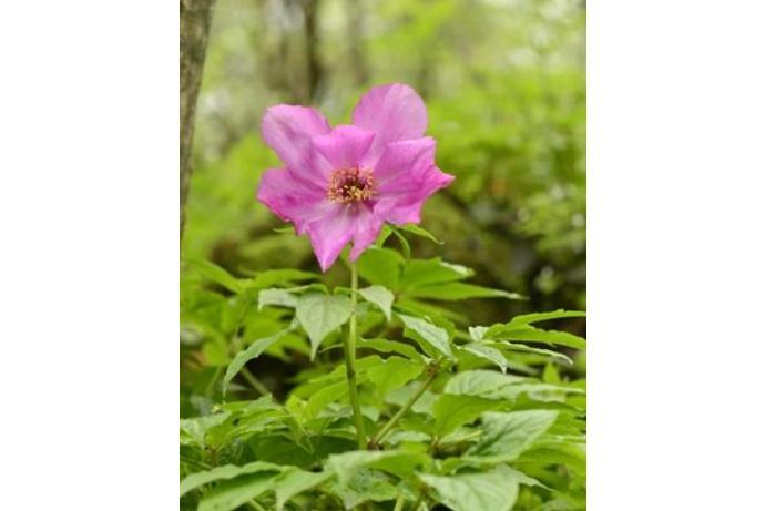 Paeonia lactiflora \x27Toro-No-Maki\x27