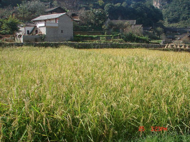 金頂村 金頂村