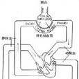 呼吸代謝 呼吸代謝