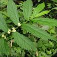 刀葉樓梯草 刀葉樓梯草