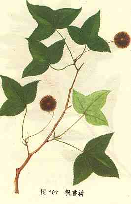 楓香樹(圖3)