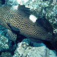 青石斑魚