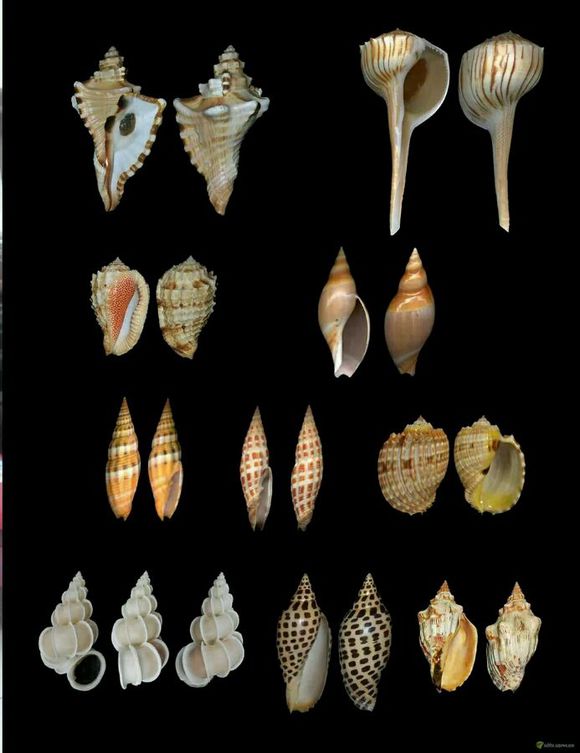 50種珍稀貝殼中有阿拉伯法螺