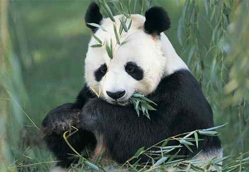 小種大熊貓