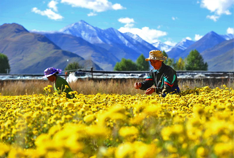 西藏高原茶文化