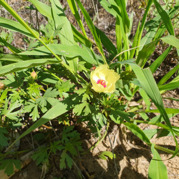 Cienfuegosia digitata