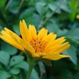 澎蜞菊 澎蜞菊