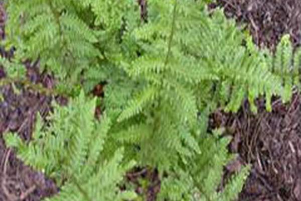 Dryopteris × complexa \x27Rumpelstiltskin\x27 Dryopteris × complexa \x27Rumpelstiltskin\x27