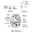 利什曼原蟲