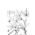 貢山茶藨子