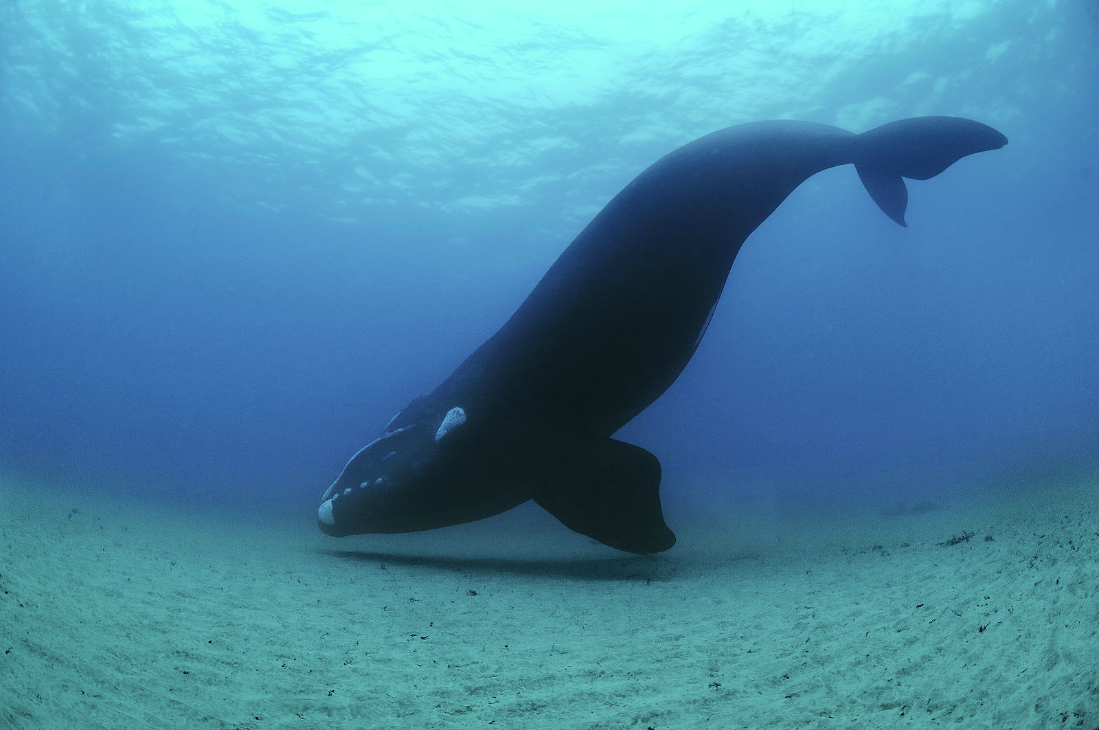 黑露脊鯨行動遲緩,喜棲息於水的上層